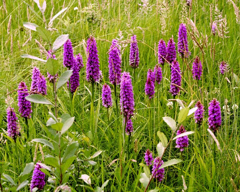 Environmental landscaping - orchids in grassland